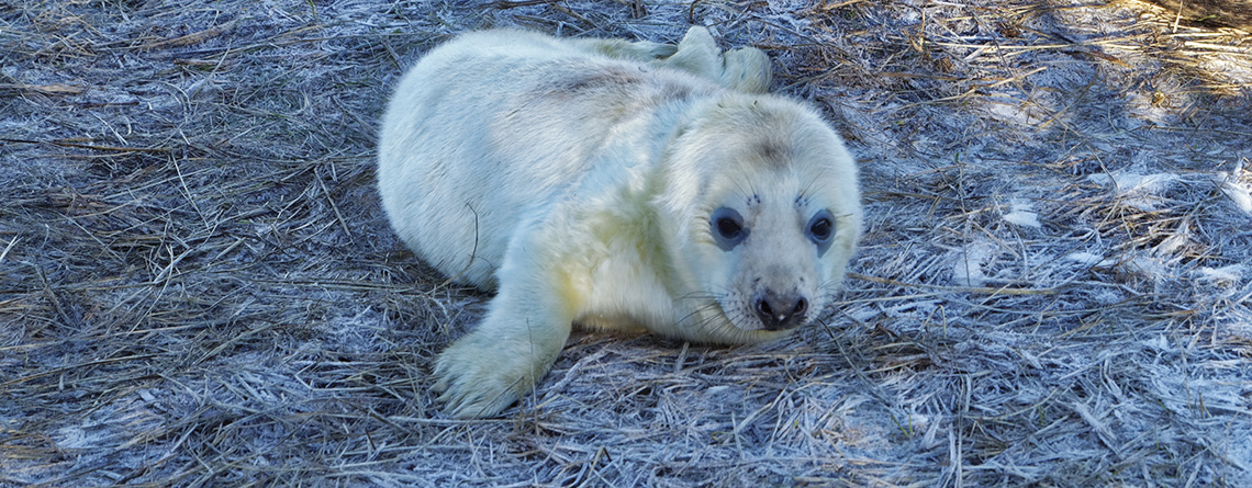Seal at Donna Nook, Lincolnshire