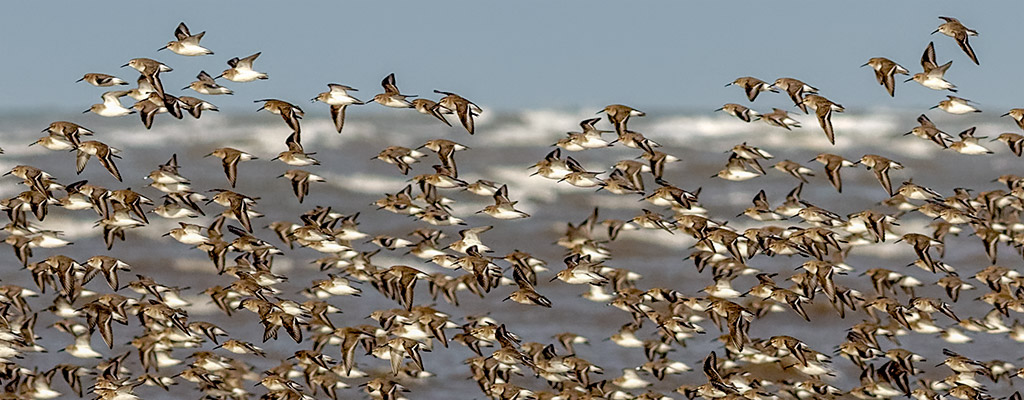 Murmuration of dunlin at Hoylake at the mouth of the Dee Estuary