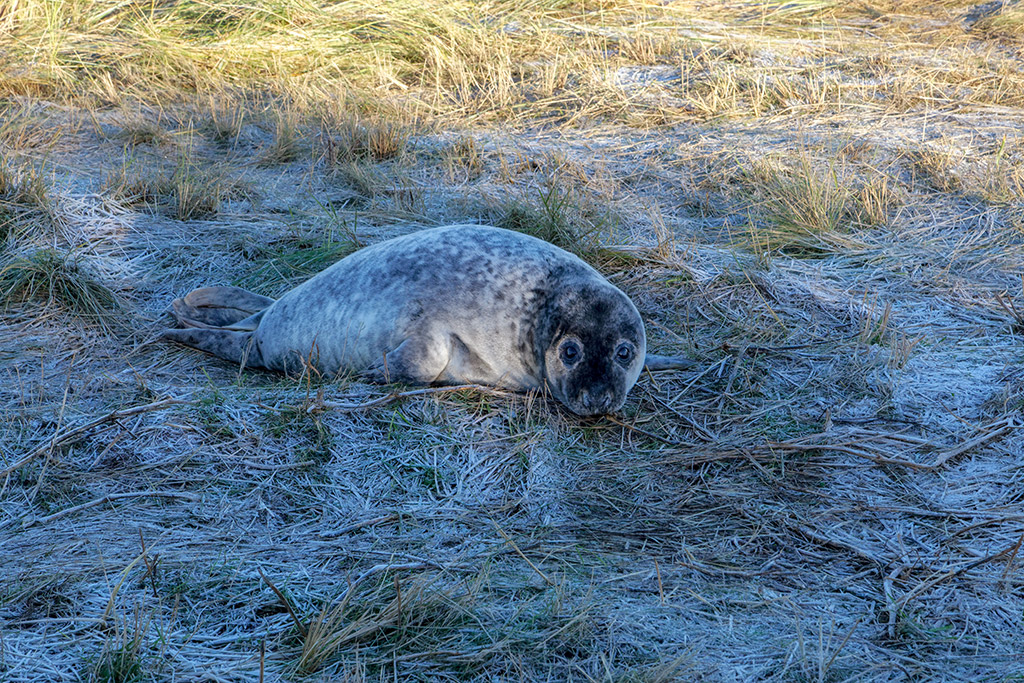 Baby seal at Donna Nook National Nature Reserve, Lincolnshire