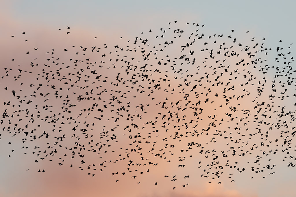 Starlings at Runcorn on the Mersey Estuary