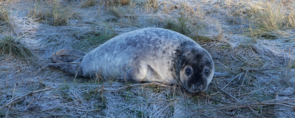Seal at Donna Nook reserve