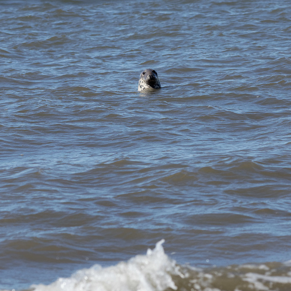Seal at Hilbre Island, Wirral