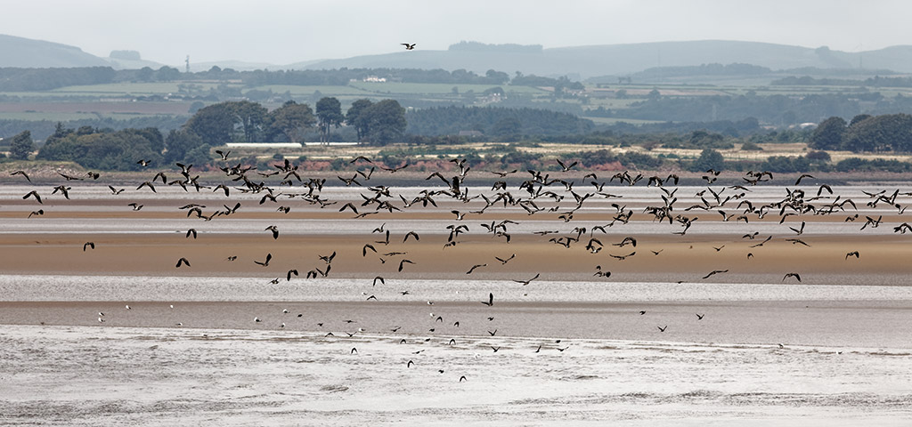 Lapwing on the Solway Firth