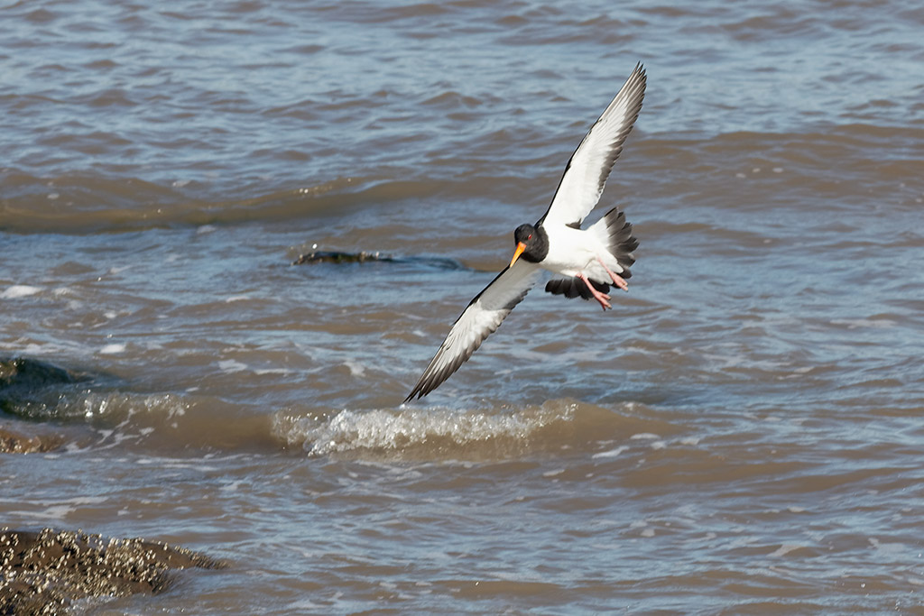 An oystercatcher in flight along the Mersey Estuary