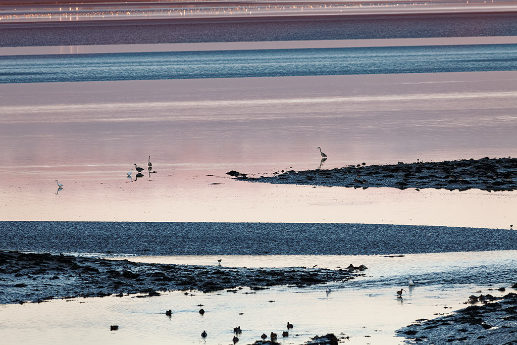 Grey heron, egret and other wading birds on the Solway Firth