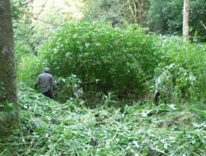 Himalayan Balsam