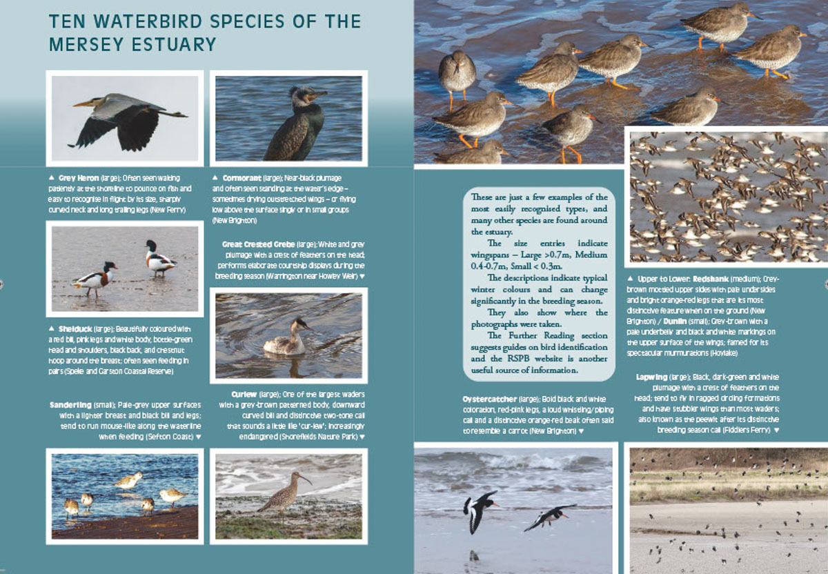 The Mersey Estuary: A Travel Guide - bird identification